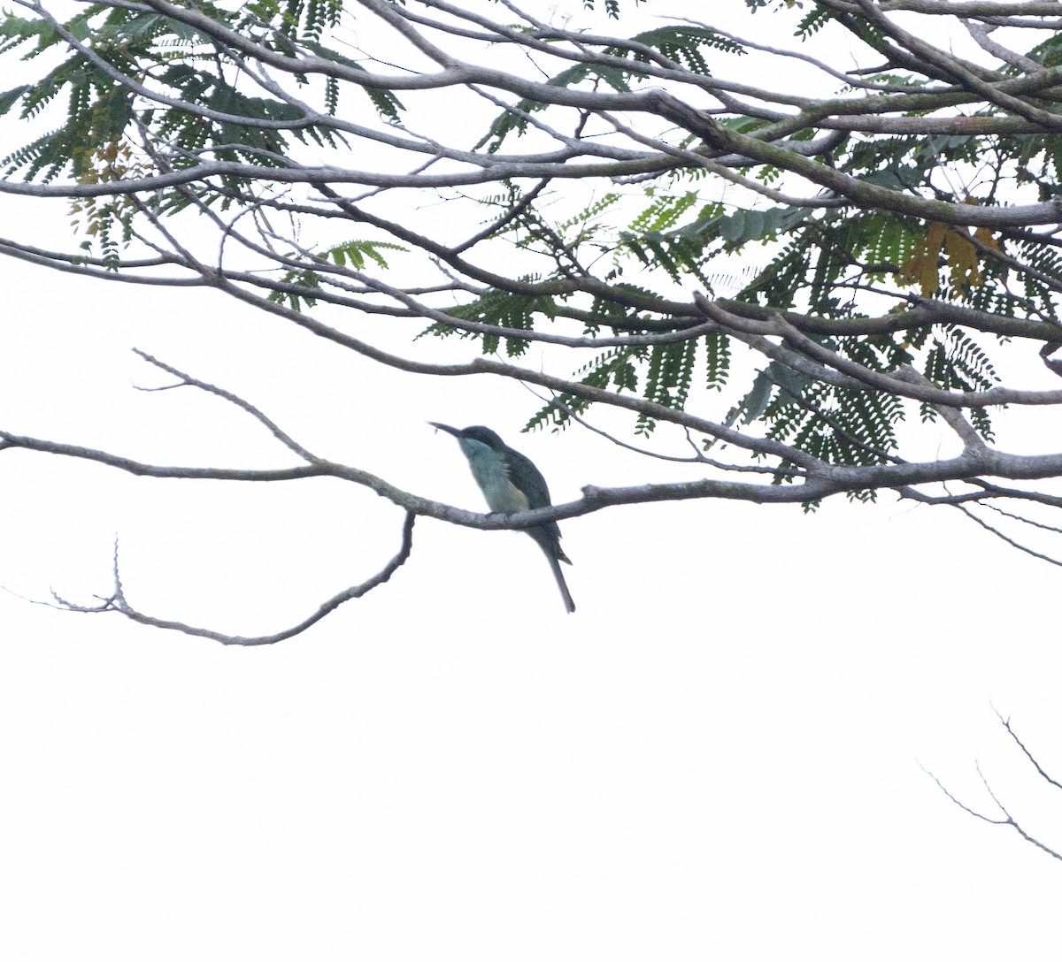 Blue-throated Bee-eater - ML612281983