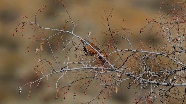 Rufous-backed Robin - ML612282072