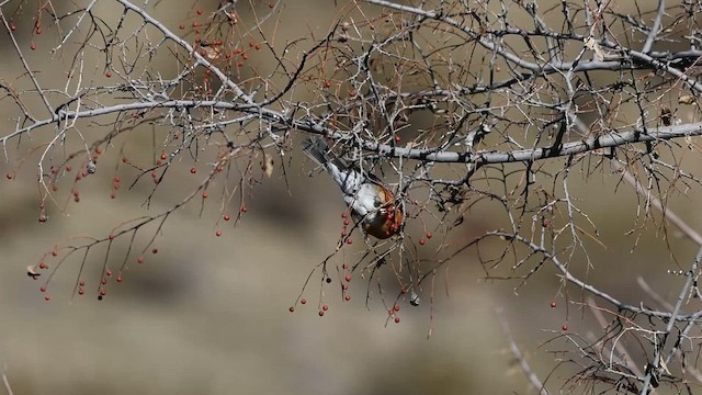 Rufous-backed Robin - ML612282073