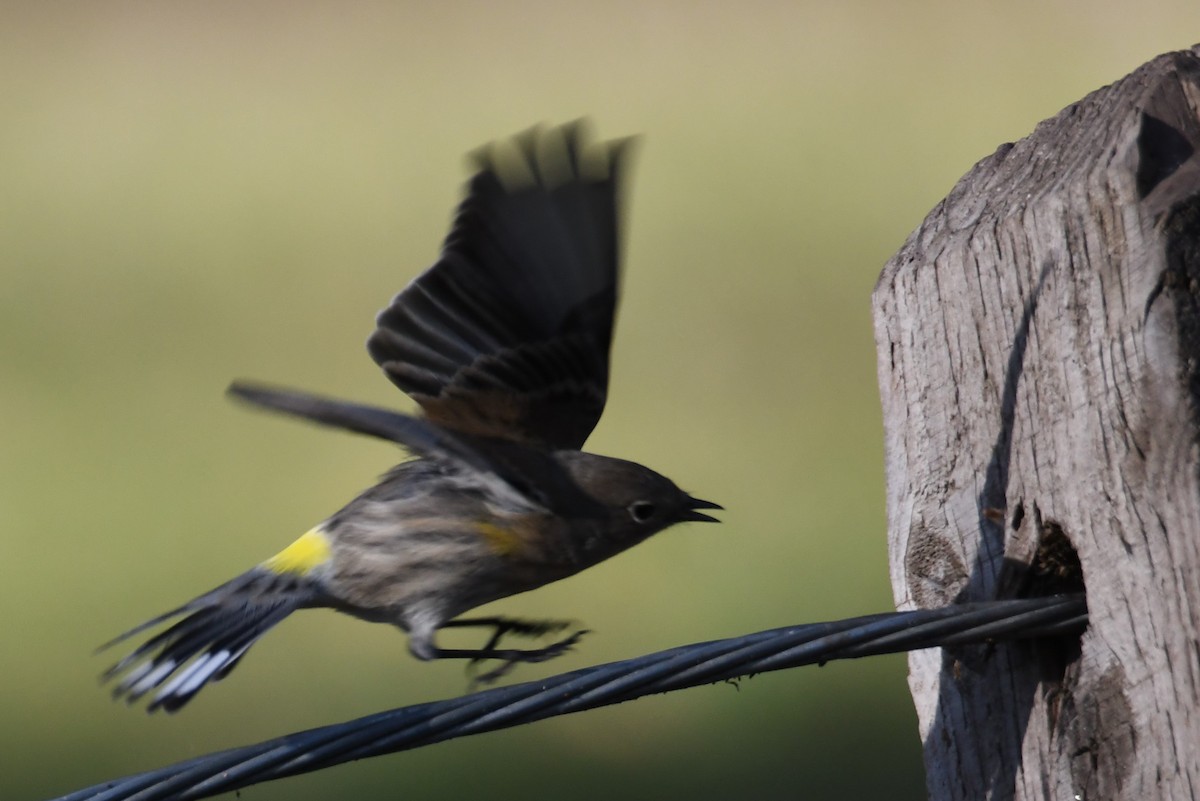 Yellow-rumped Warbler (Audubon's) - ML612282110