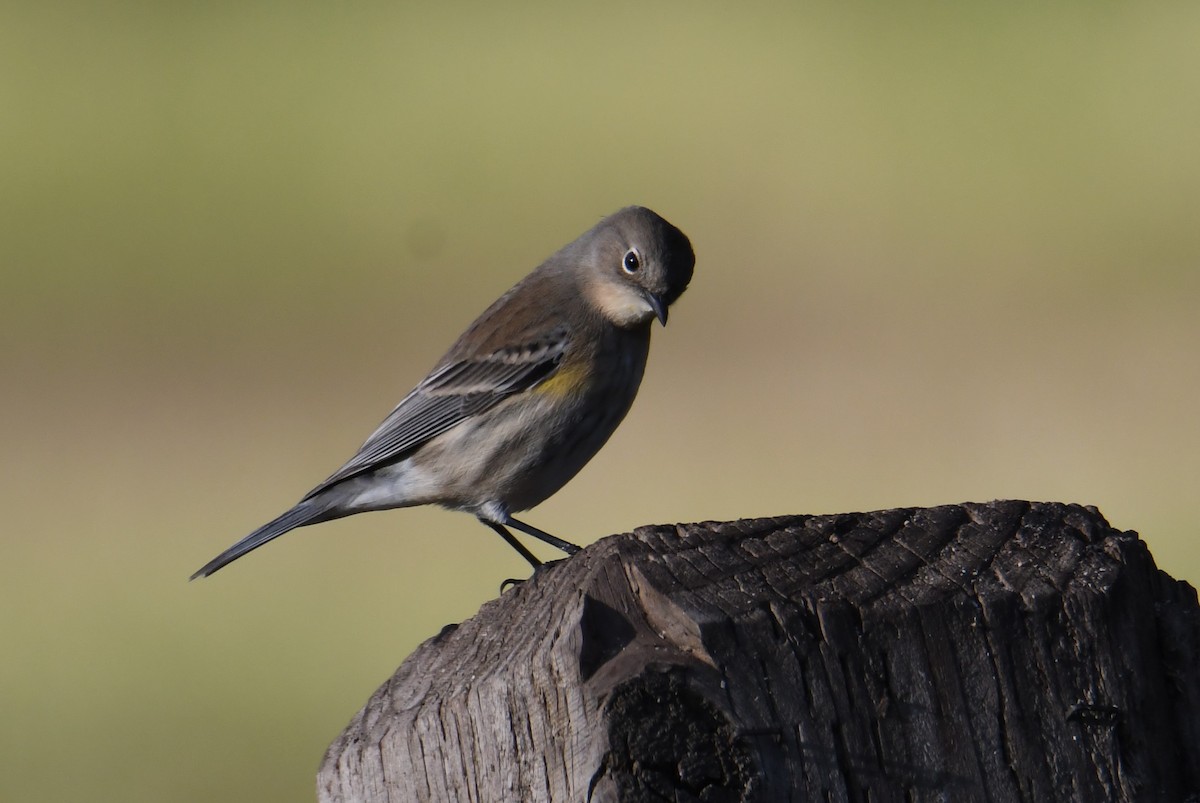 Yellow-rumped Warbler (Audubon's) - ML612282111