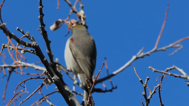 Pájaro Moscón Baloncito - ML612282115