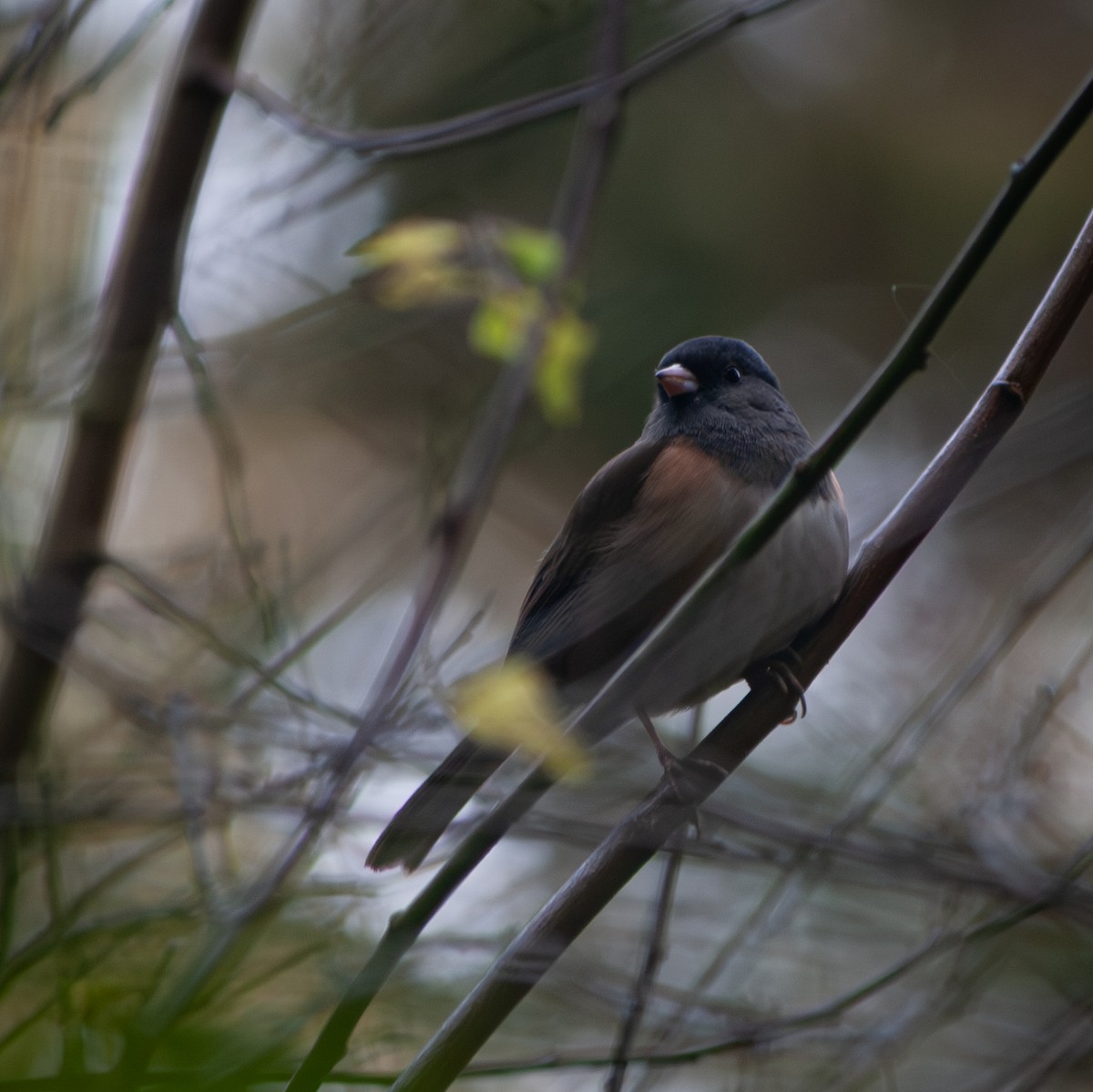 Dark-eyed Junco - ML612282137