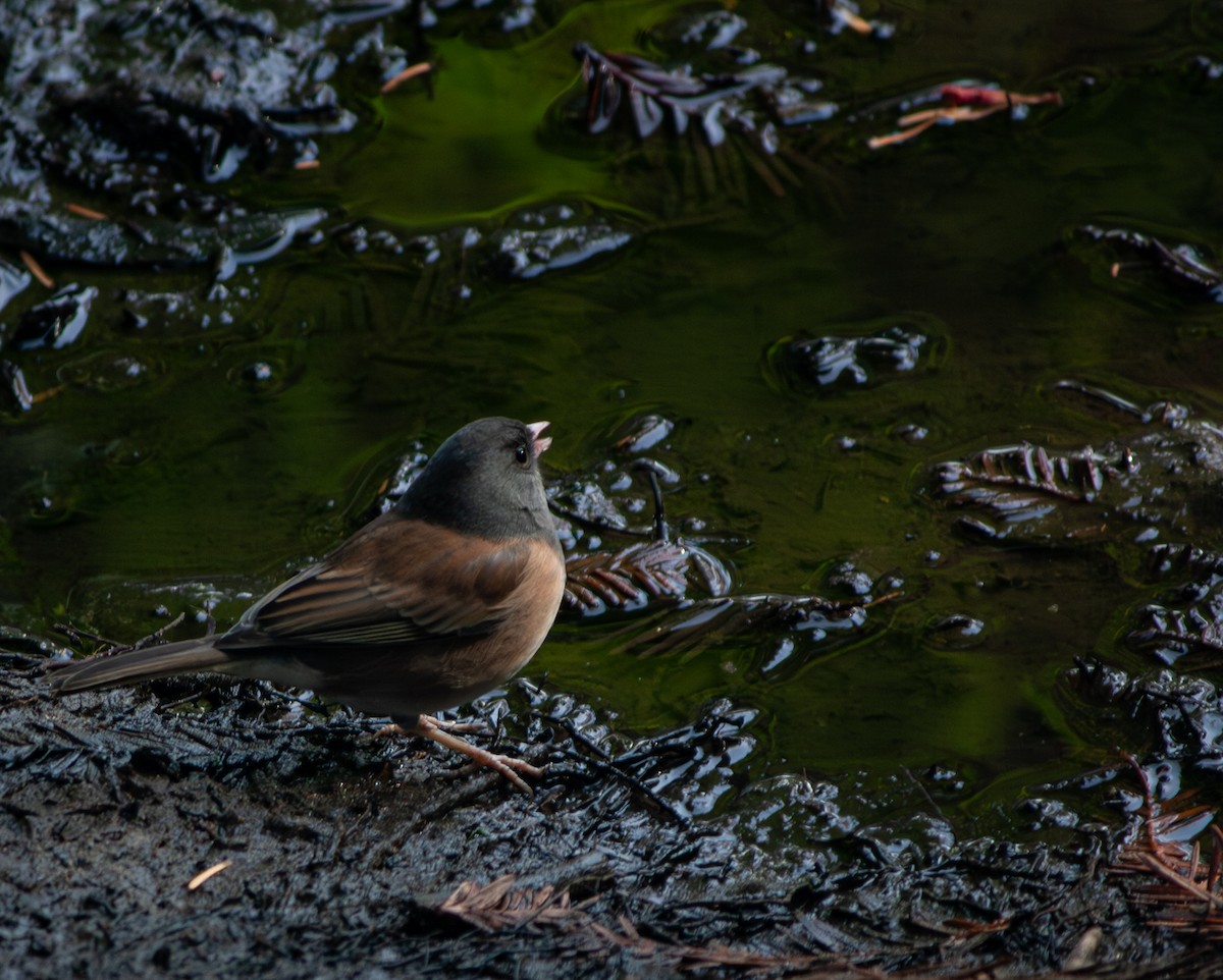 Dark-eyed Junco - ML612282138