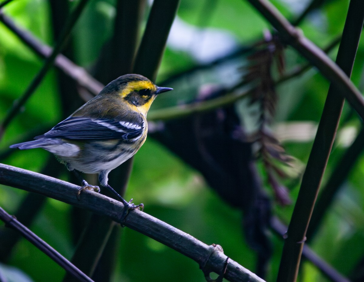 Townsend's Warbler - ML612282143