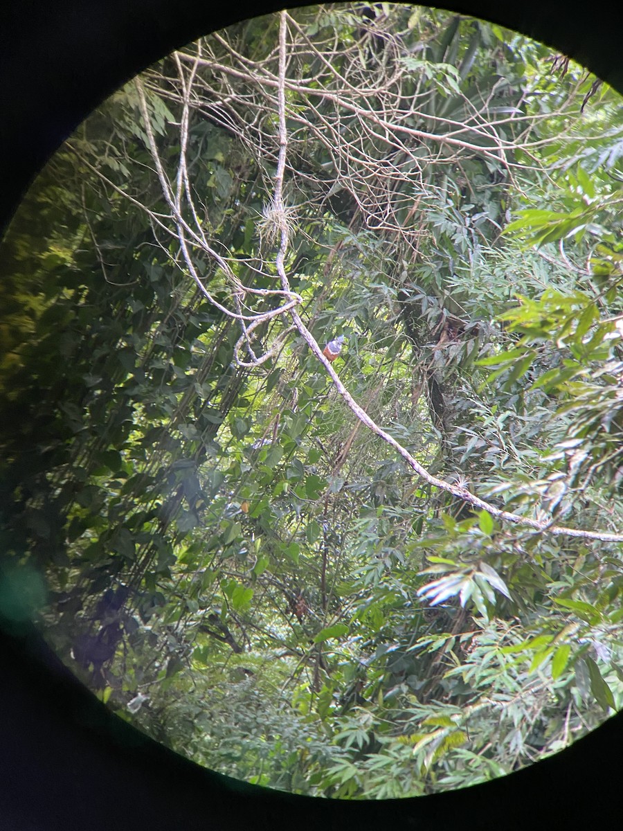 Ringed Kingfisher - Stepfanie Aguillon