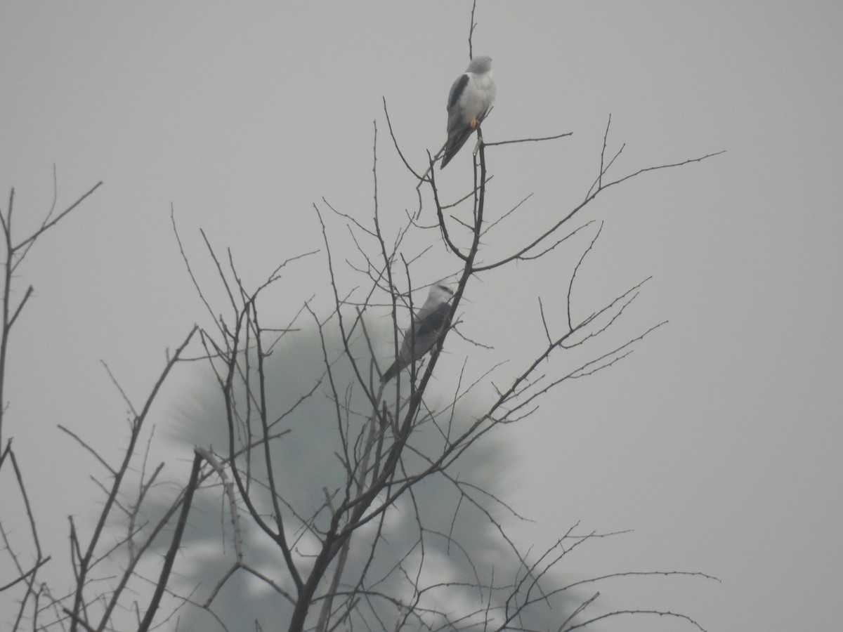 Black-winged Kite - Murari Varma