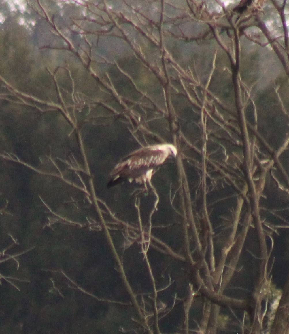 White-bellied Sea-Eagle - ML612282373