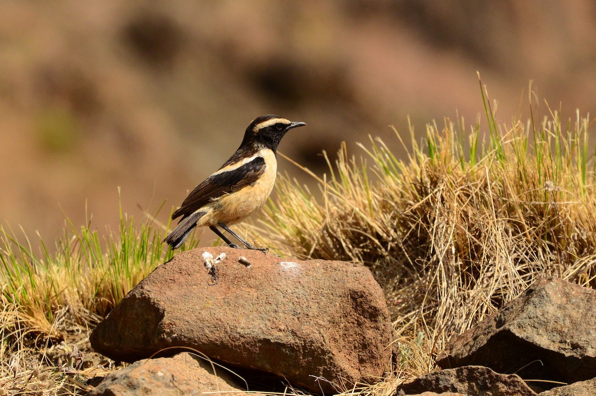 Buff-streaked Chat - ML612282392