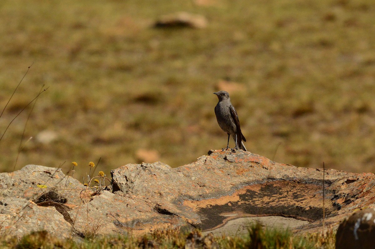 Mountain Wheatear - ML612282401