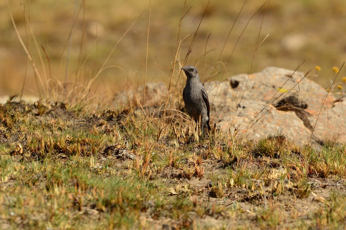 Mountain Wheatear - ML612282402