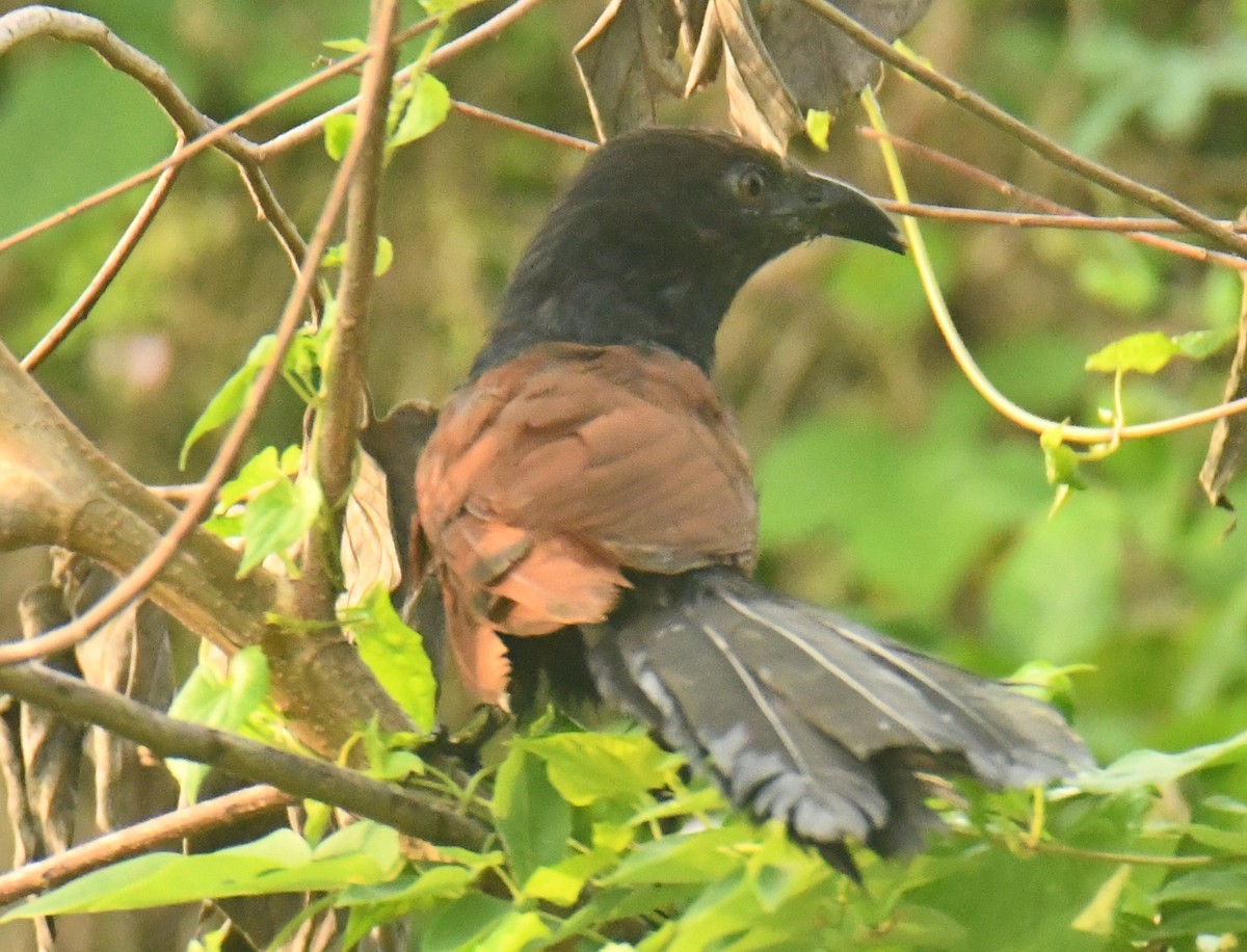 Greater Coucal - ML612282441