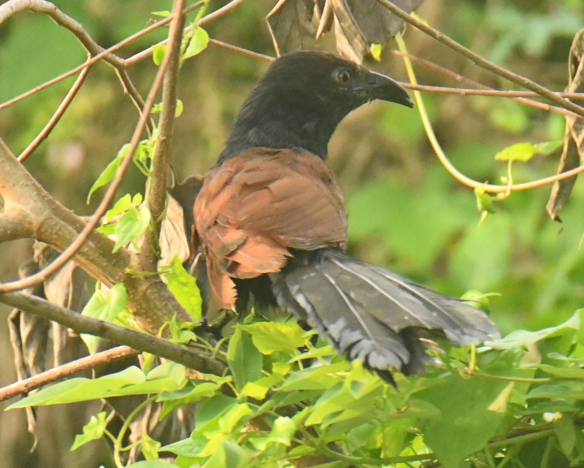 Greater Coucal - ML612282444