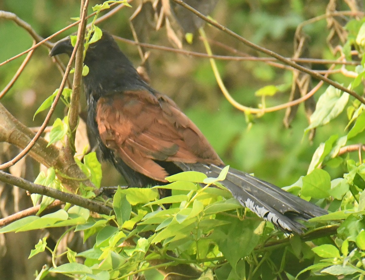 Greater Coucal - ML612282448
