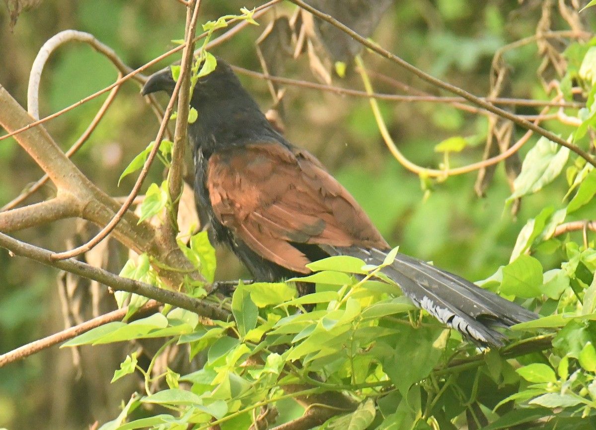 Greater Coucal - ML612282450