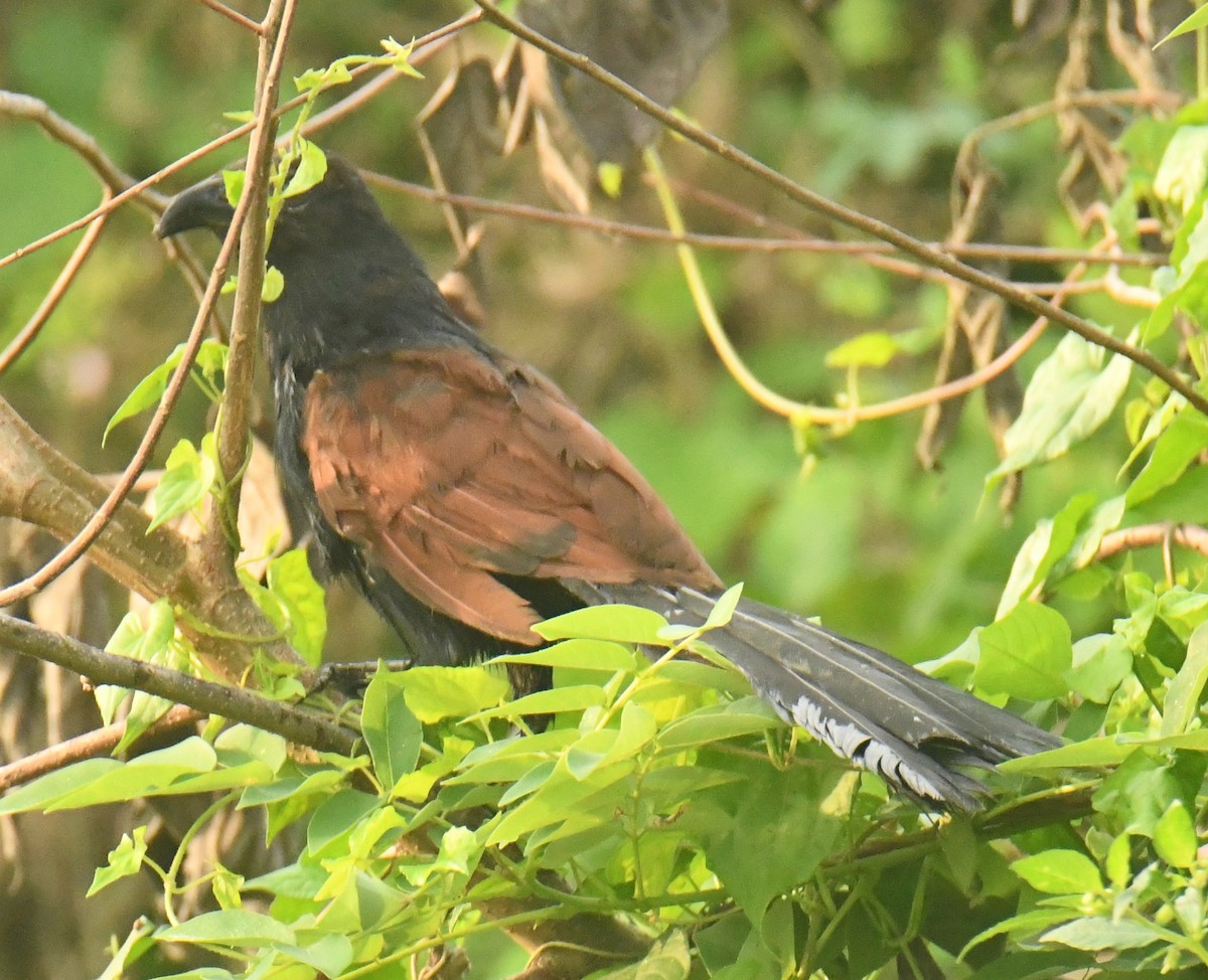 Greater Coucal - ML612282451