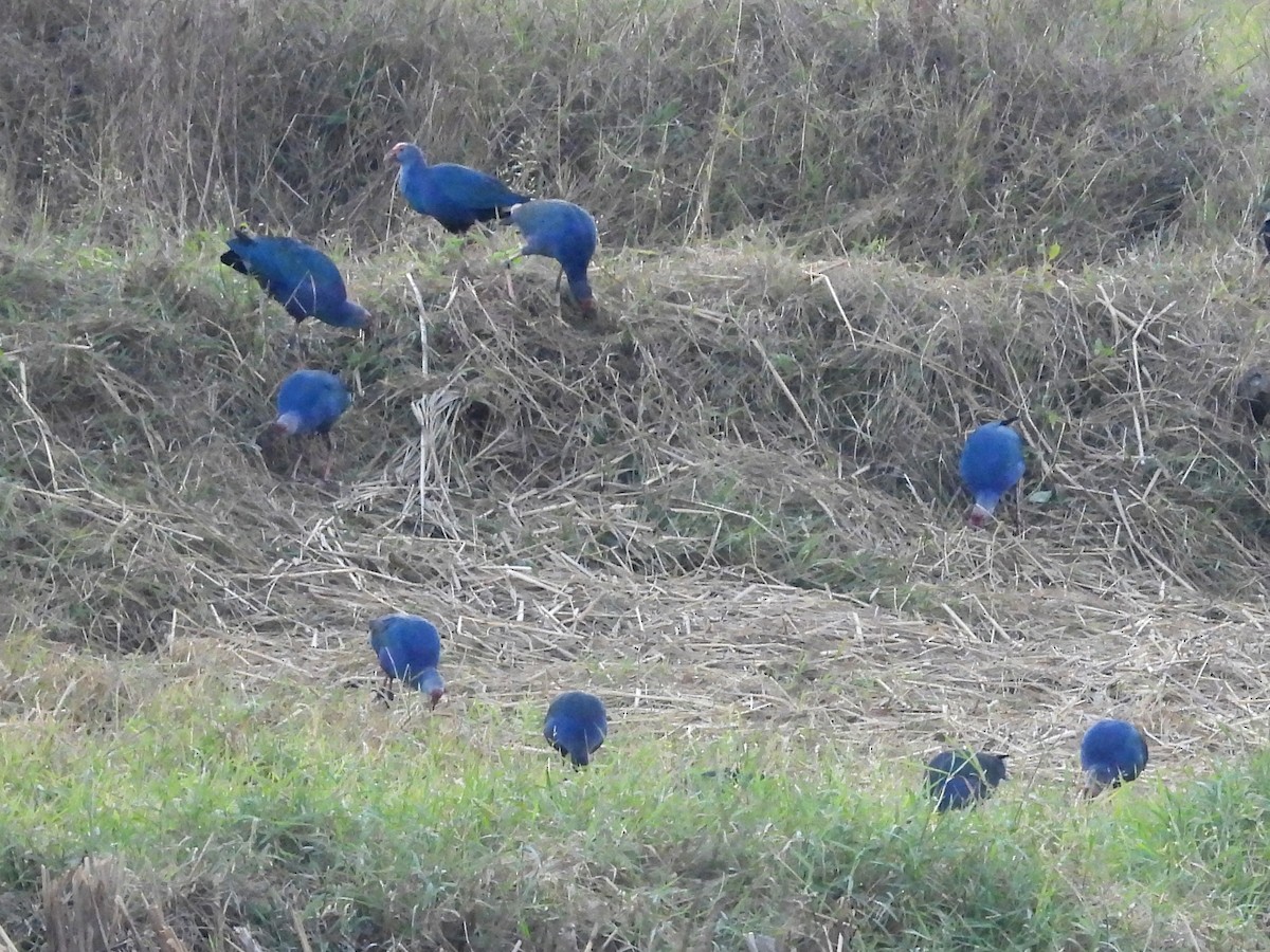 Gray-headed Swamphen - ML612282597