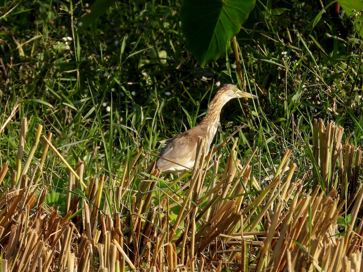 Indian Pond-Heron - ML612282621