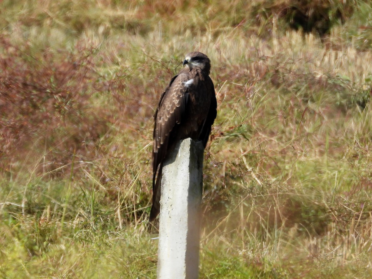 Black Kite - Lim Kim Chye