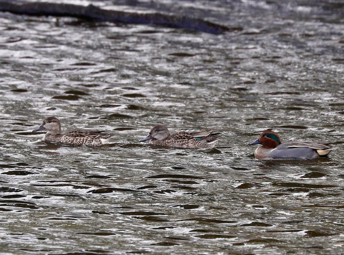 Green-winged Teal - Sherman  Wing