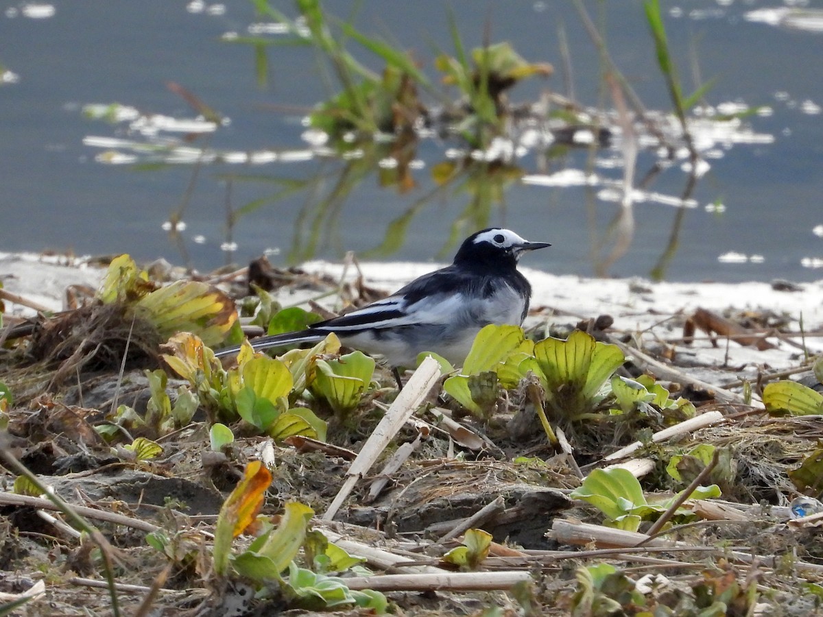 White Wagtail - ML612282657