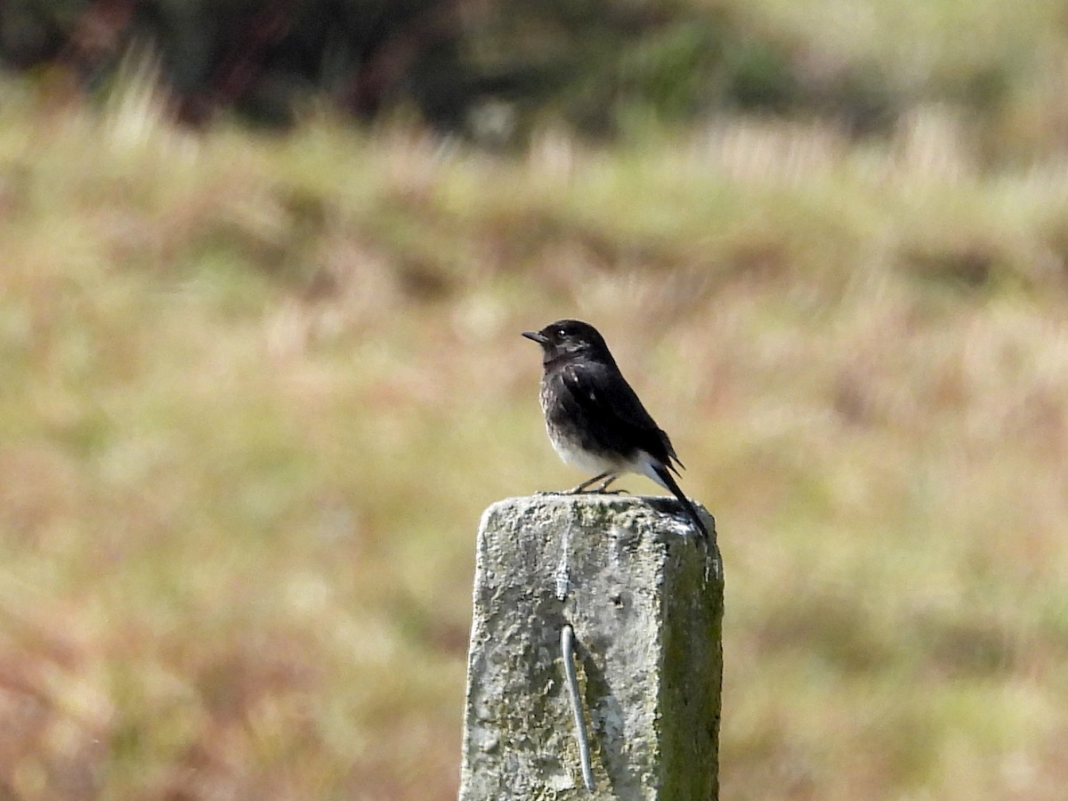 Pied Bushchat - ML612282670