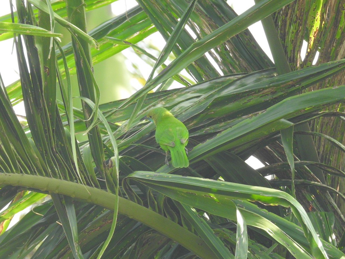 Jerdon's Leafbird - Sureshbabu K