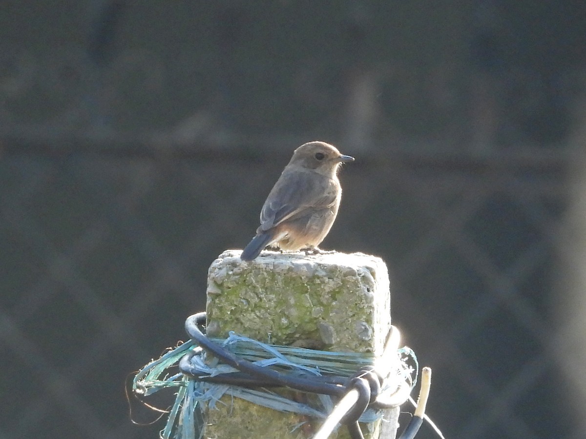 Siberian Stonechat - ML612282708