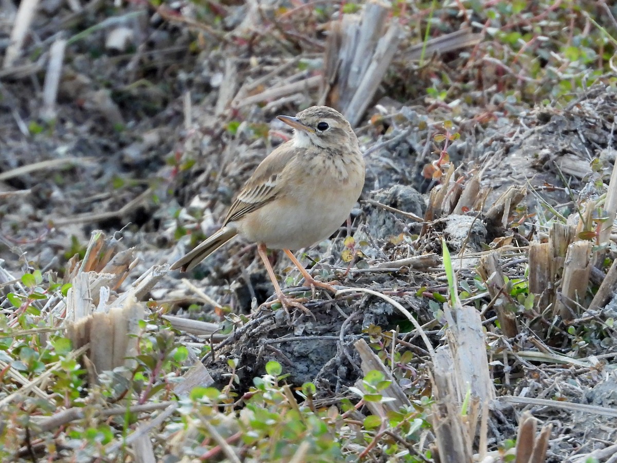 Paddyfield Pipit - ML612282718