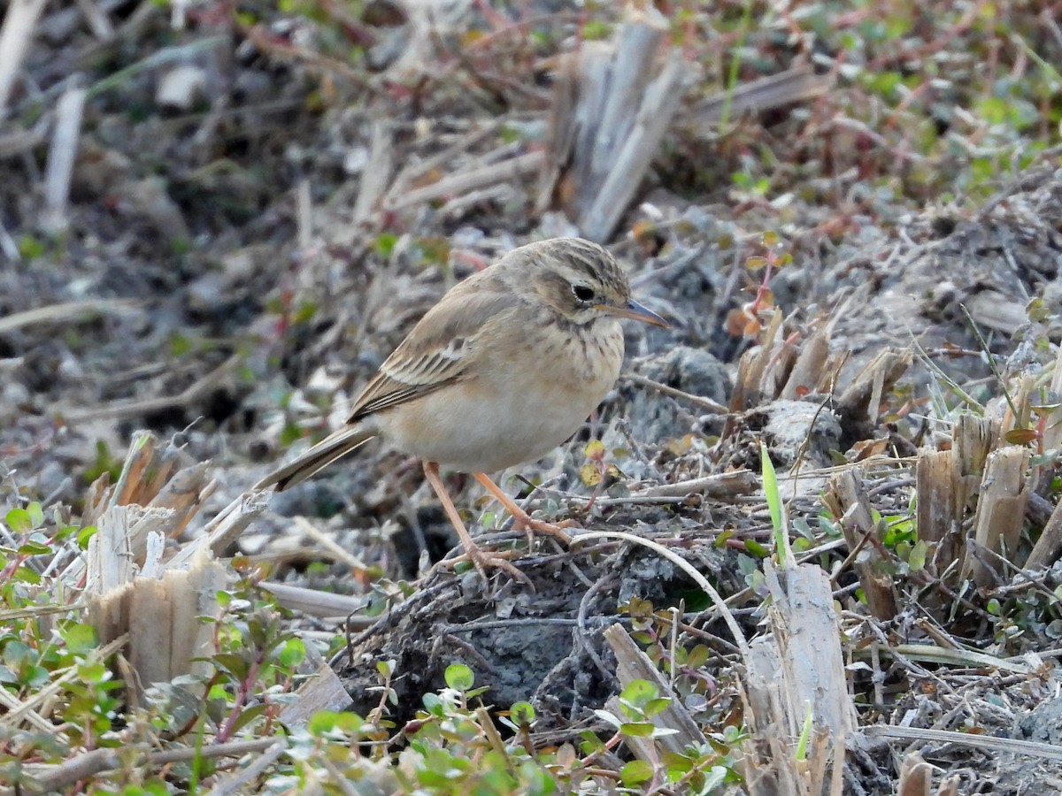 Paddyfield Pipit - Lim Kim Chye