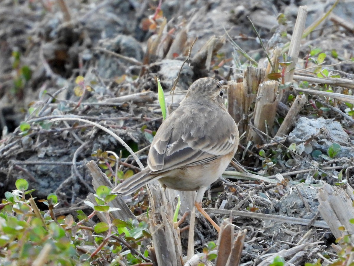 Paddyfield Pipit - ML612282720