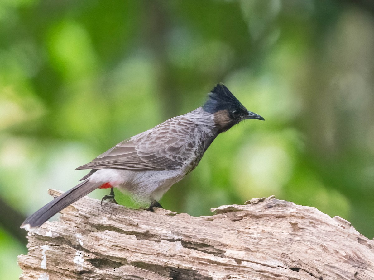 Red-vented Bulbul - ML612282739