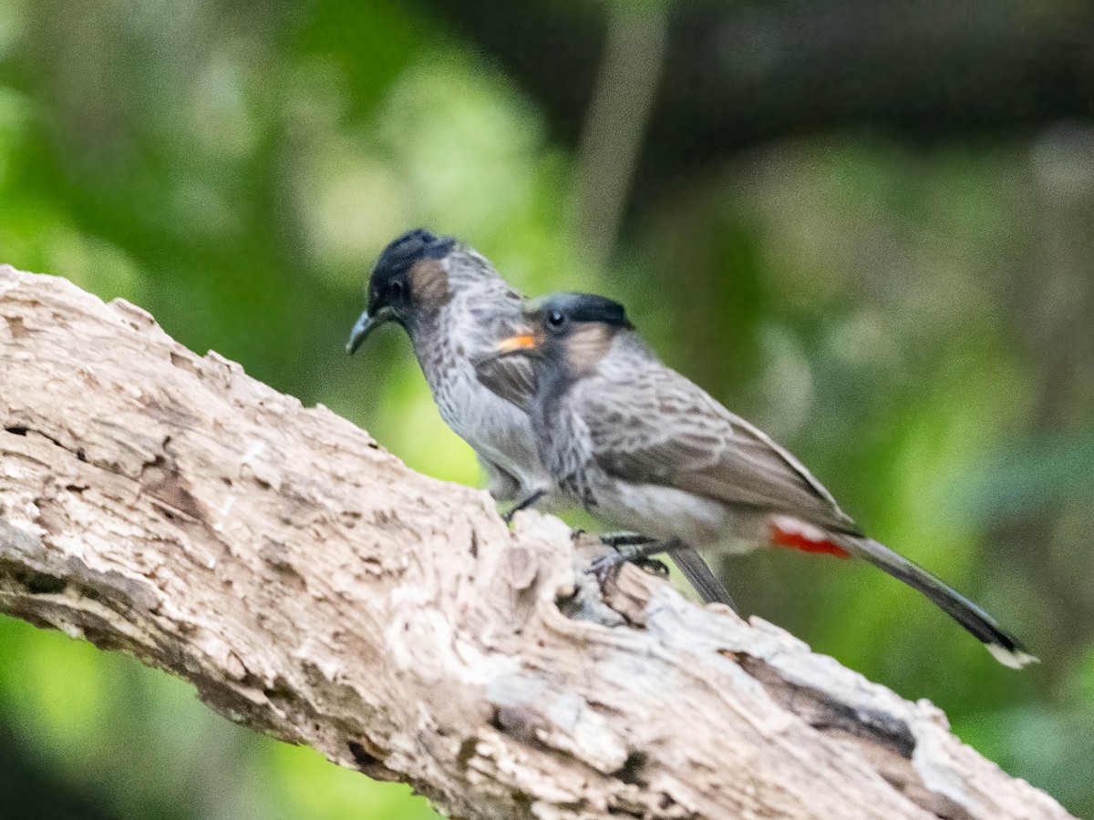 Red-vented Bulbul - ML612282742