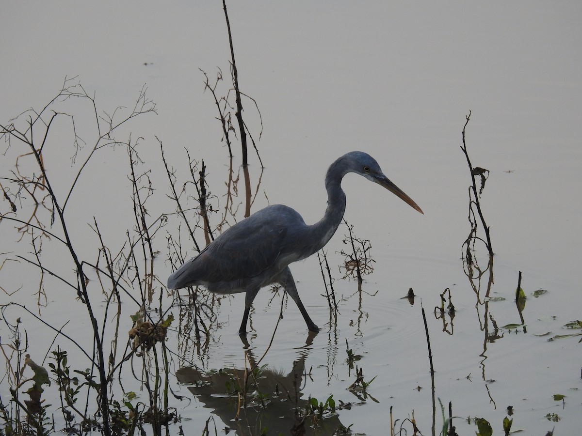 Western Reef-Heron (Western) - ML612282752