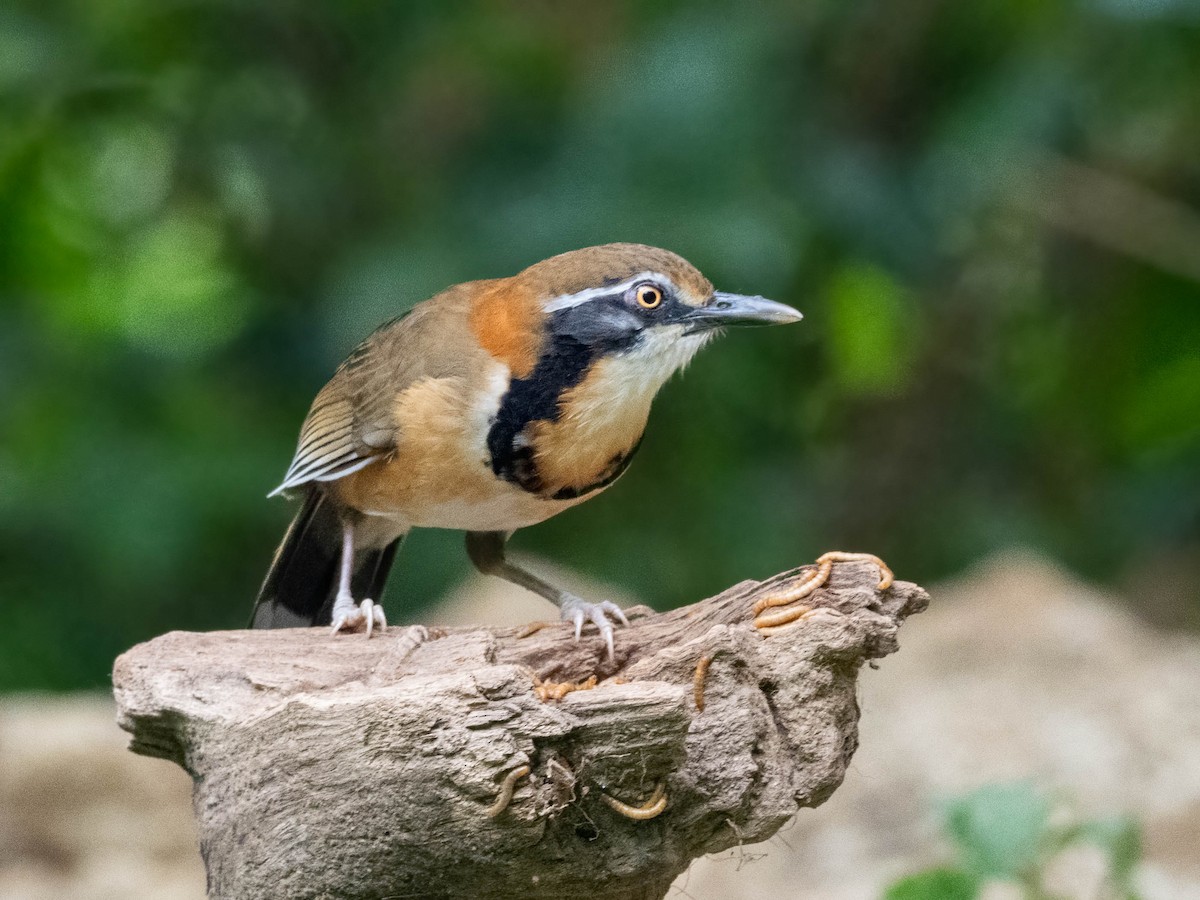 Lesser Necklaced Laughingthrush - ML612282757