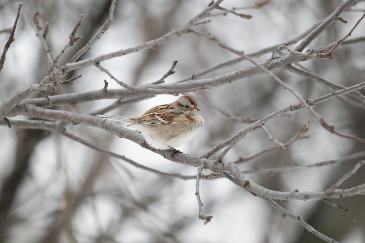 American Tree Sparrow - Edward Celedon