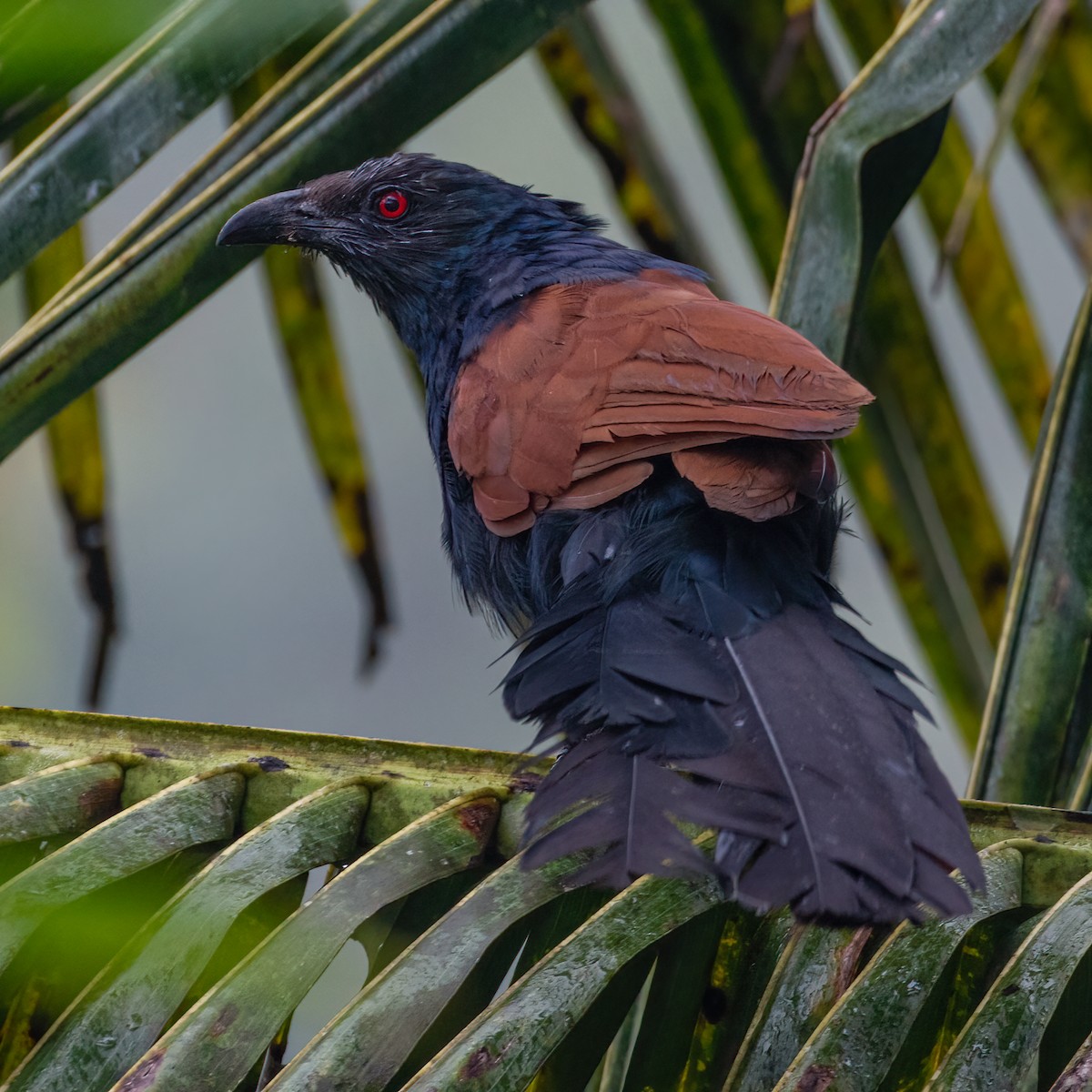 Greater Coucal - ML612282812
