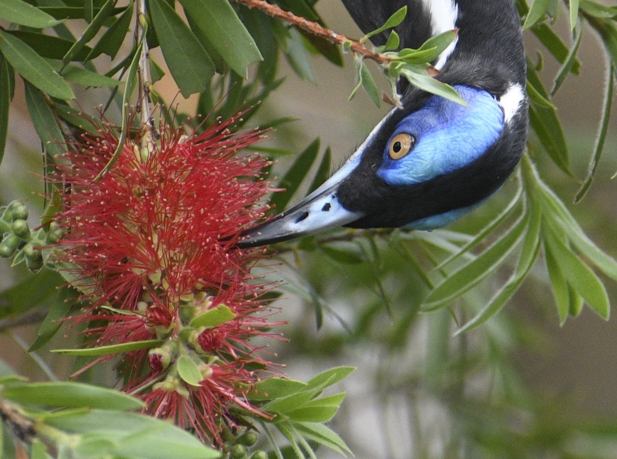 Blue-faced Honeyeater (White-quilled) - ML612282902