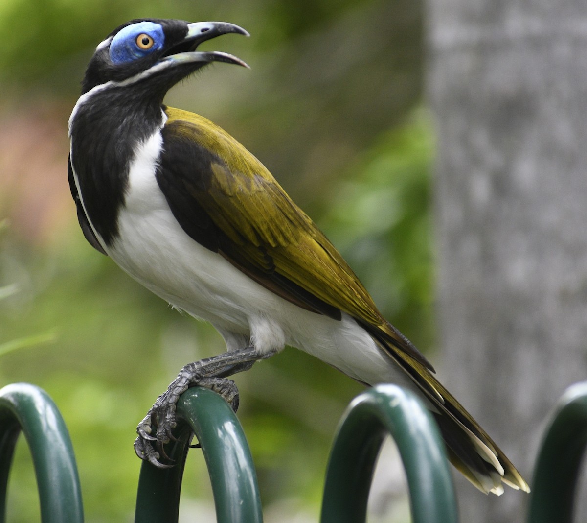 Blue-faced Honeyeater (White-quilled) - ML612282903