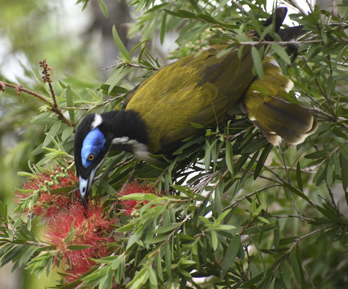 Blue-faced Honeyeater (White-quilled) - ML612282904