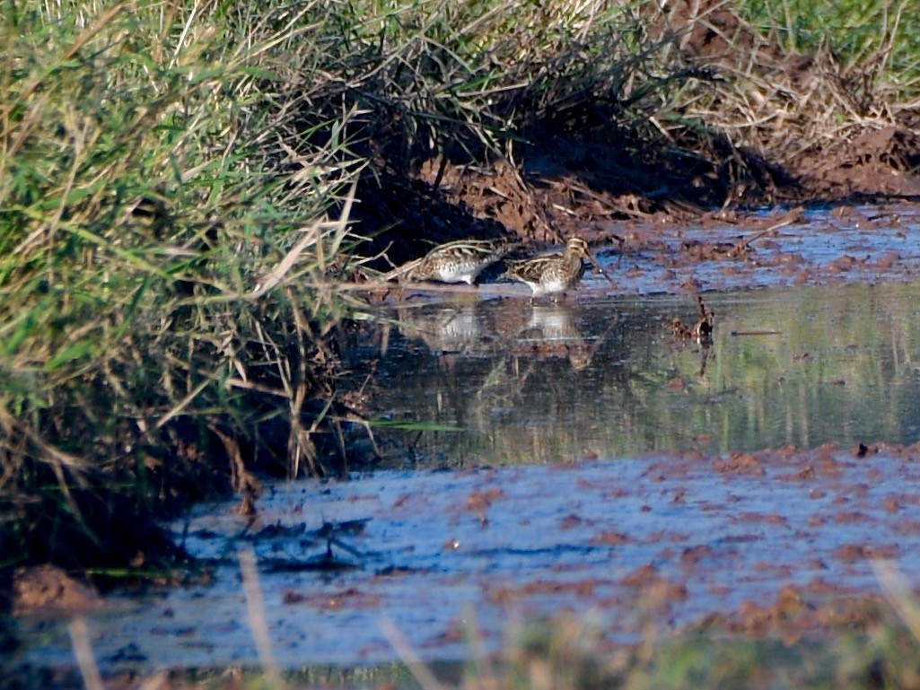 Pin-tailed/Common Snipe - ML612282907