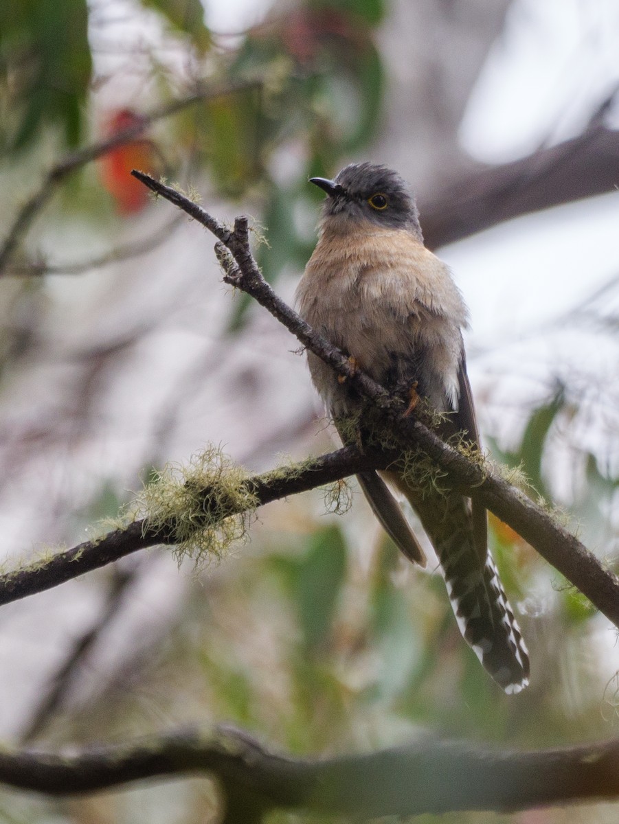 Fan-tailed Cuckoo - Adam Nagy