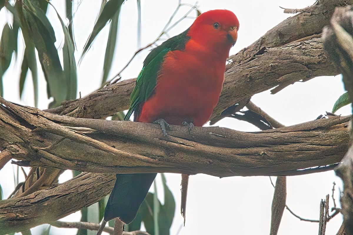 Australian King-Parrot - ML612283008