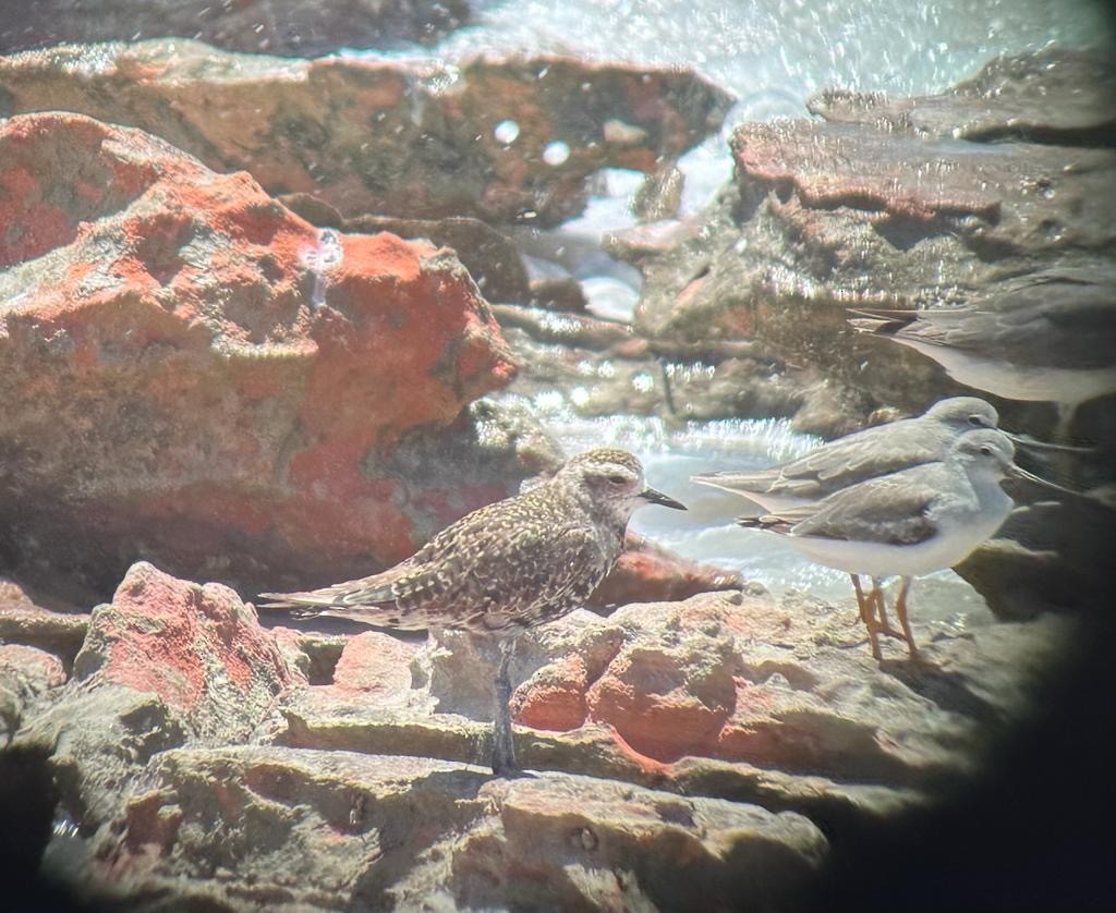 American Golden-Plover - ML612283248