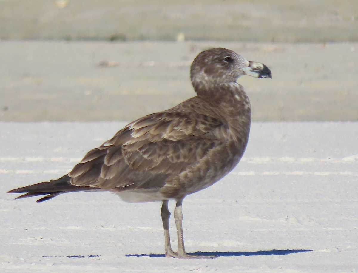 Pacific Gull - ML612283297