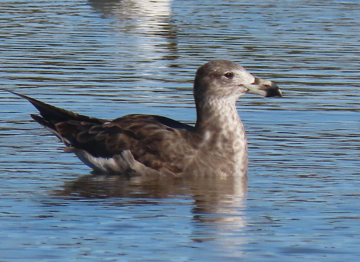 Pacific Gull - ML612283298