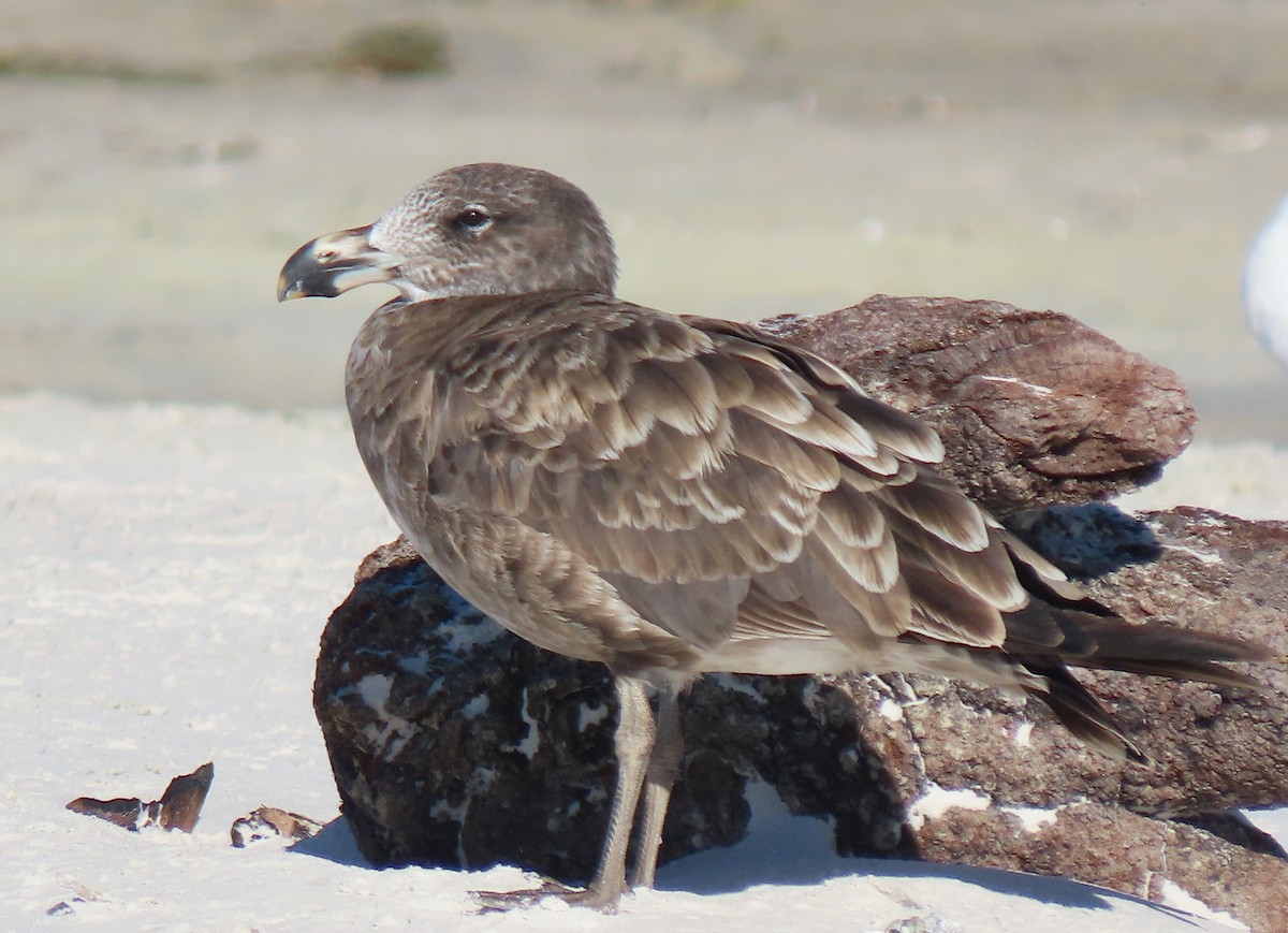 Pacific Gull - ML612283299