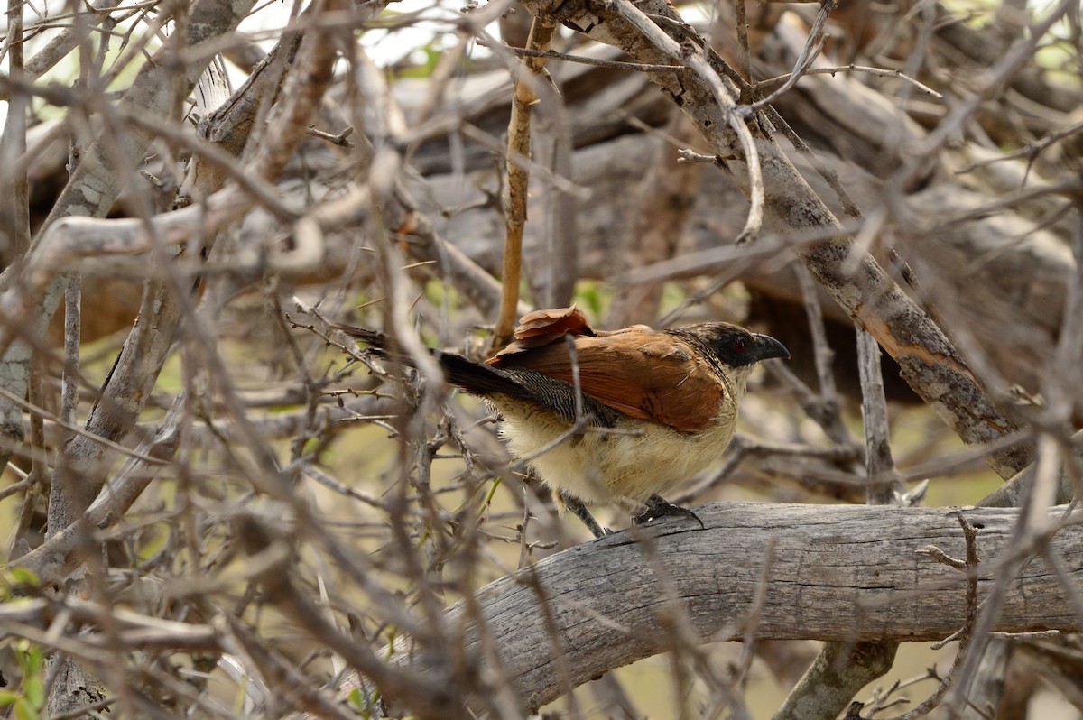 White-browed Coucal (Burchell's) - ML612283348