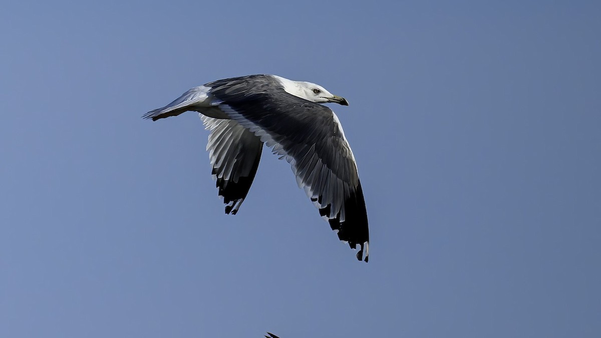 Lesser Black-backed Gull - Ogün Aydin