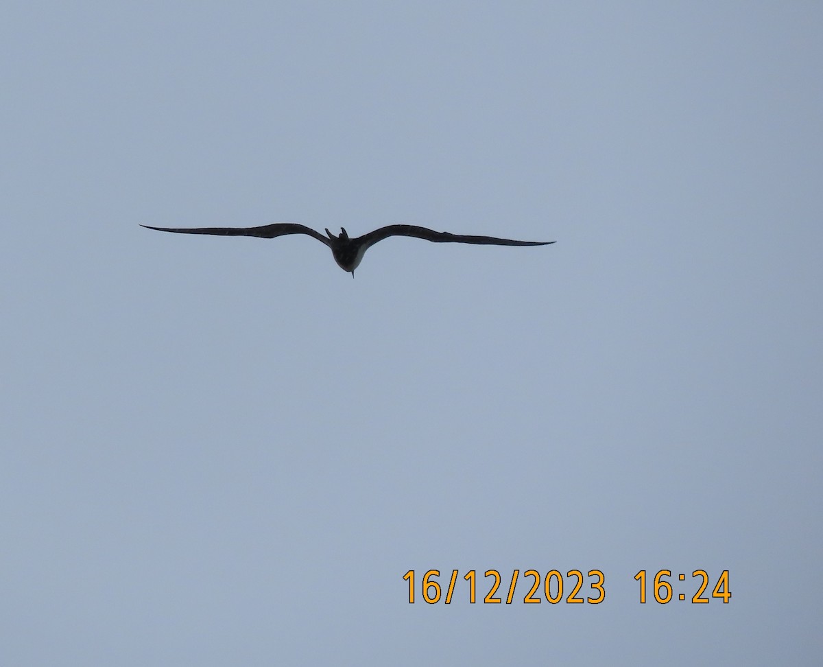 Lesser Frigatebird - ML612283357